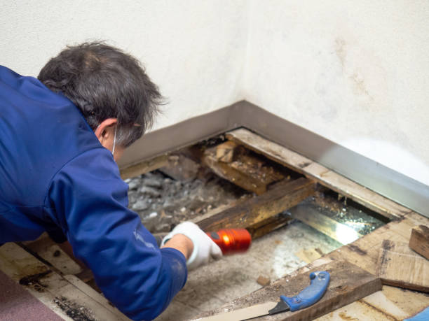 Best Attic Mold Remediation in Helena, OK