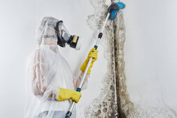Best Health and Safety Mold Remediation in Helena, OK