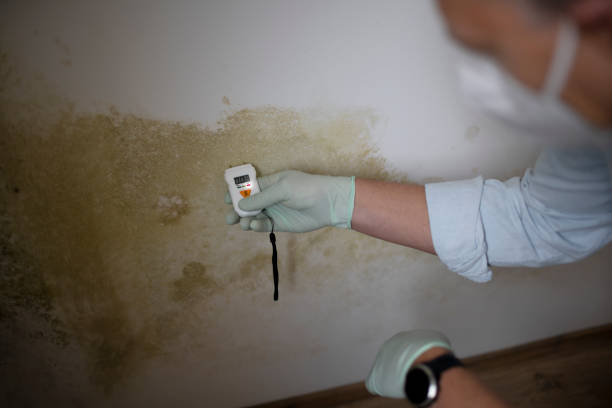 Best Bathroom Mold Remediation in Helena, OK
