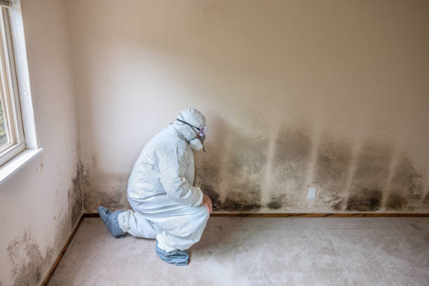 Best Basement Mold Remediation in Helena, OK