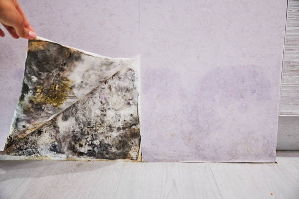 Best Black Mold Remediation in Helena, OK